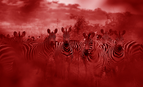 Zebra in Kenya