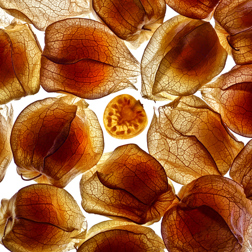 ground cherries