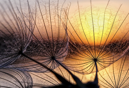 Armata-Marianna_Sun Catchers