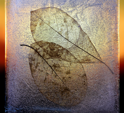 Frozen 
