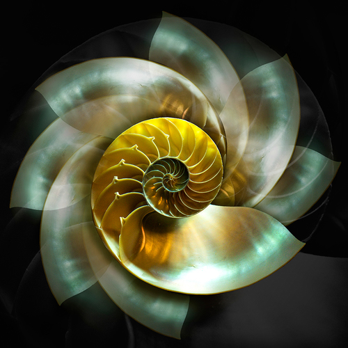 Nautilus