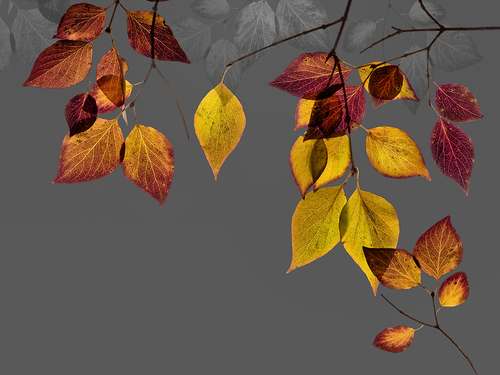 Autumn leaves 2