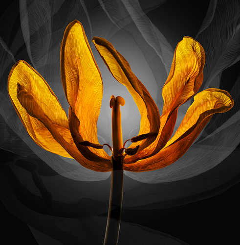 Tulip