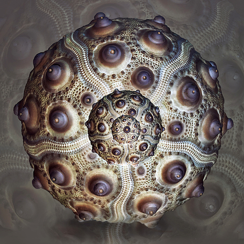 Urchin