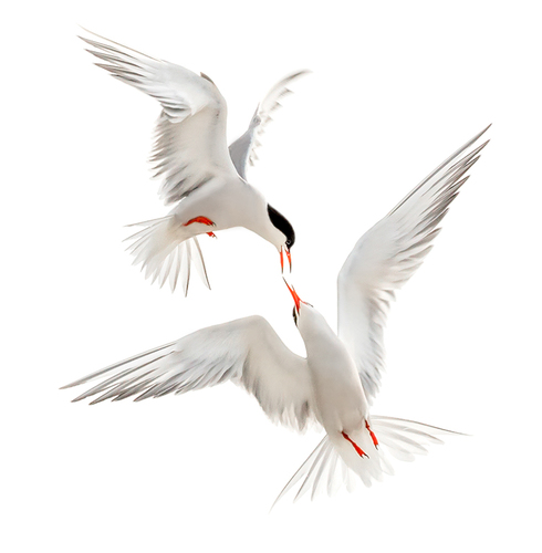 Tern Kiss