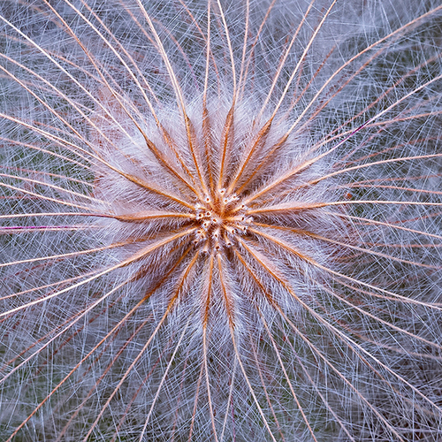 Clematis seed convergence