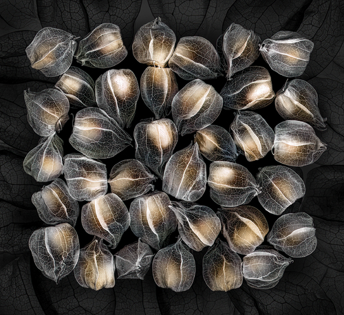 Ground cherries