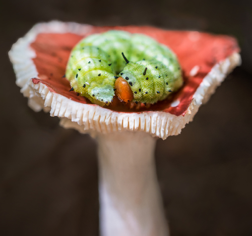 Russula bed