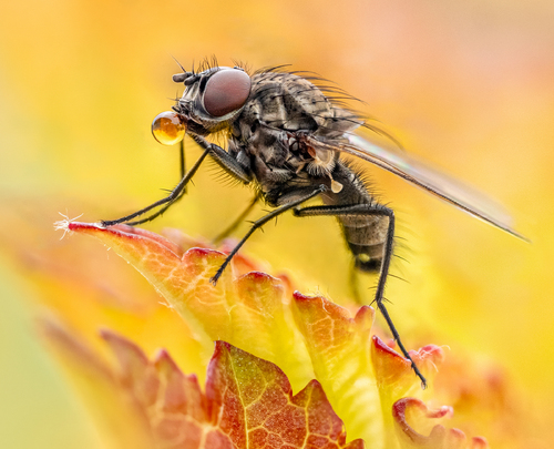 Fly blowing a bubble