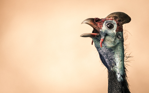 African Encounters - Helmeted Guineafowl