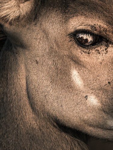 African Encounters - Kudu