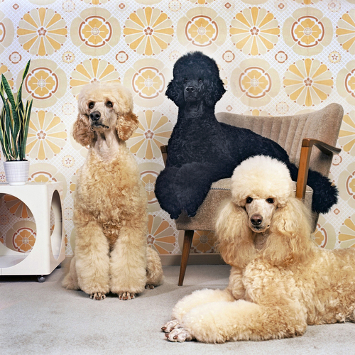 DOGS #1