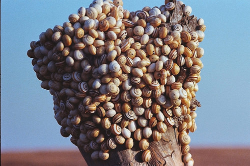 Snails Meeting