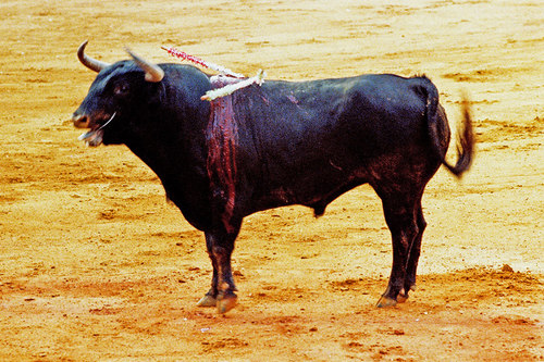 His majesty El Toro