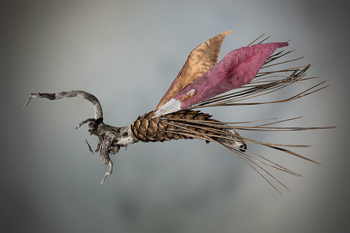 Deerfly no. 1