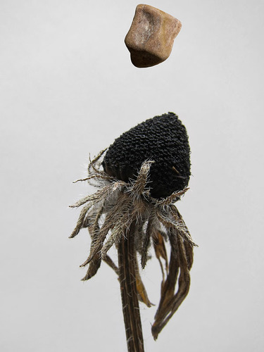 Sisyphus