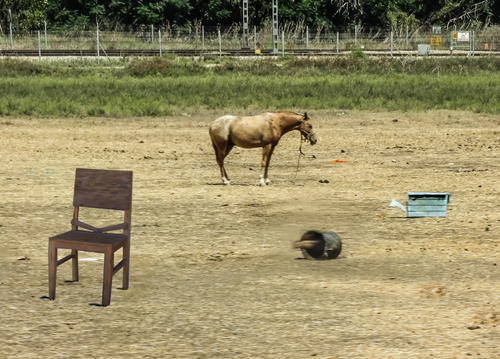 The City Horse