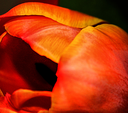 Tulip (1)