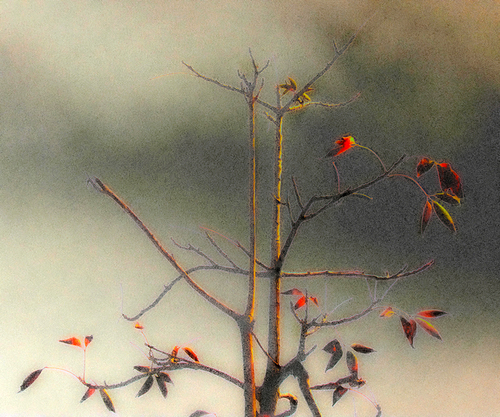 A tree