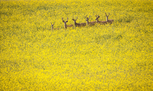 The Canola Field