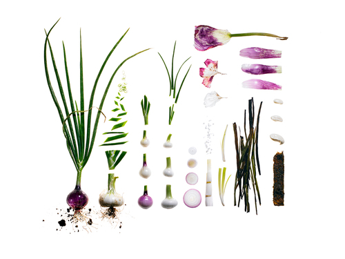Spring Alliums