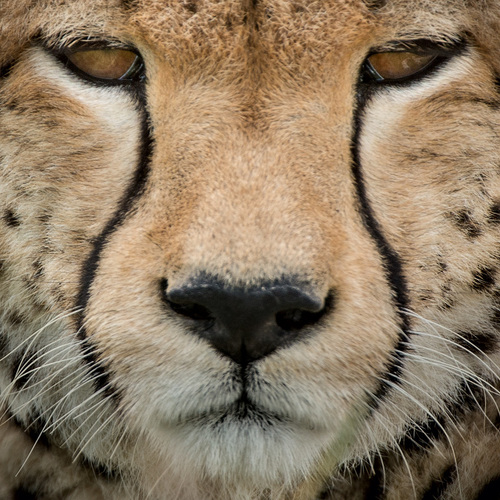 Cheetah