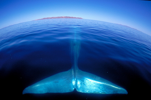 Blue Whale Tail