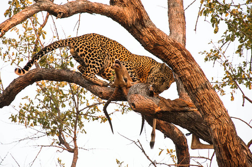 Hunting Leopard