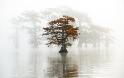 Red Cypress