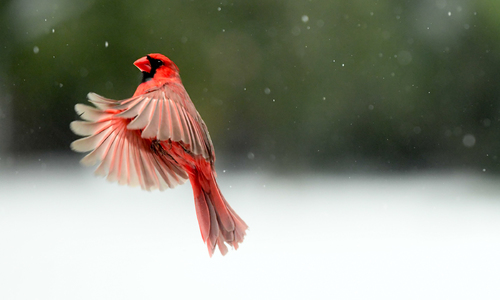 Cardinal in Flight