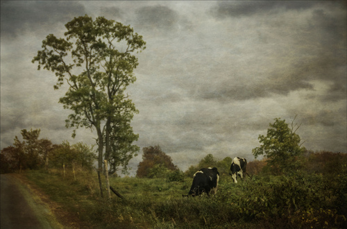 Pasturelands-1