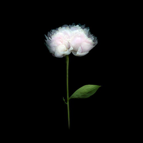 Peony (2)