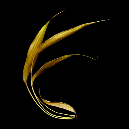 Bamboo