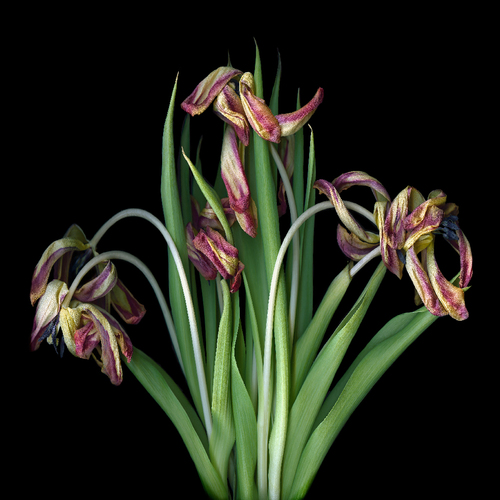 Tulips Passing