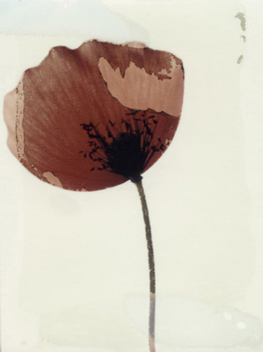 Polafiore 48