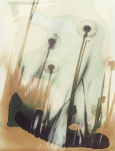 POLAFIORE 7