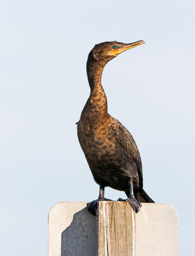 Neotropic Cormorant Portrait