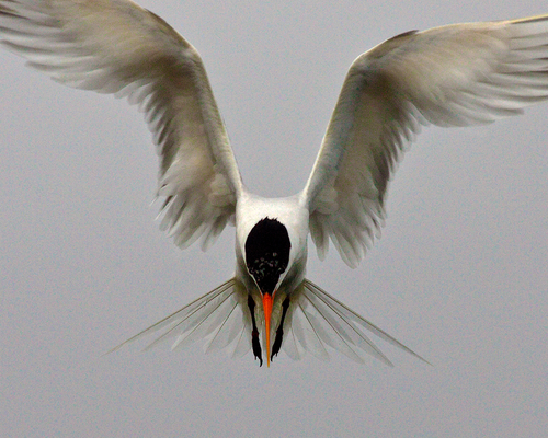 Flying Angel