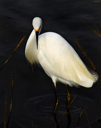 Snowy Egret Elegance