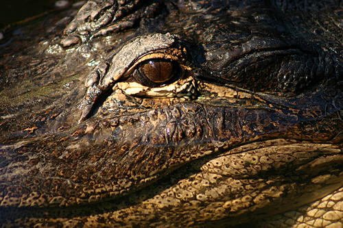Alligator Eye