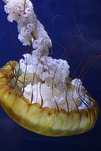 Pacific Nettle