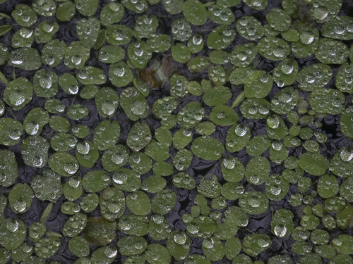 Drops on leaves