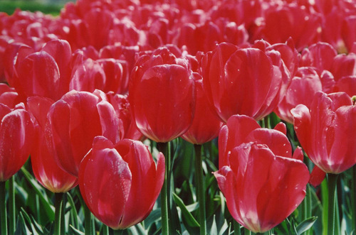 Glassy tulips