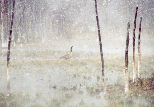 Snowgoose