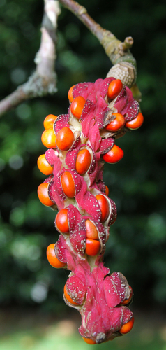Hot Seeds