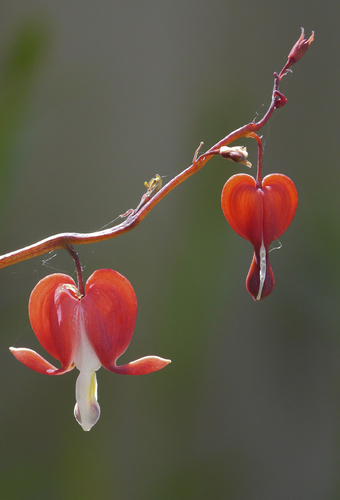 Two Bleeding Hearts