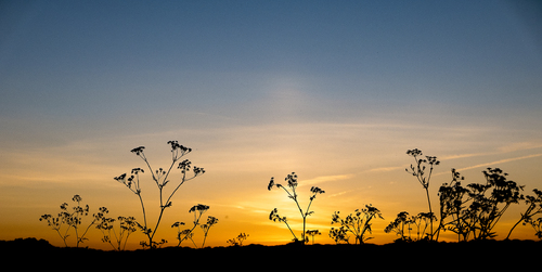 Cow Parsley