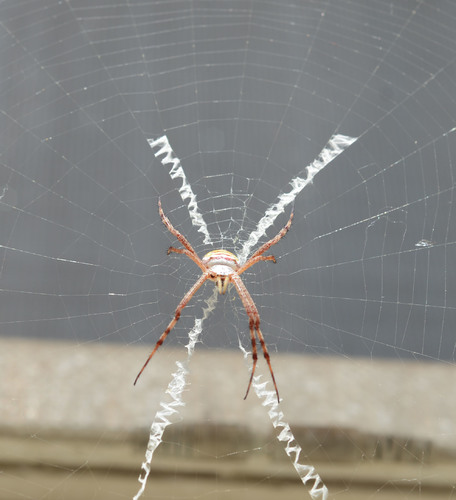 st andrews spider 1