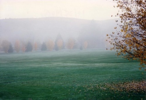 Trees in mist, Catskills