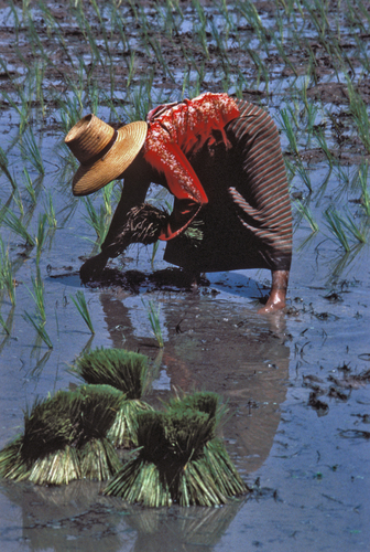 Rice Harvest